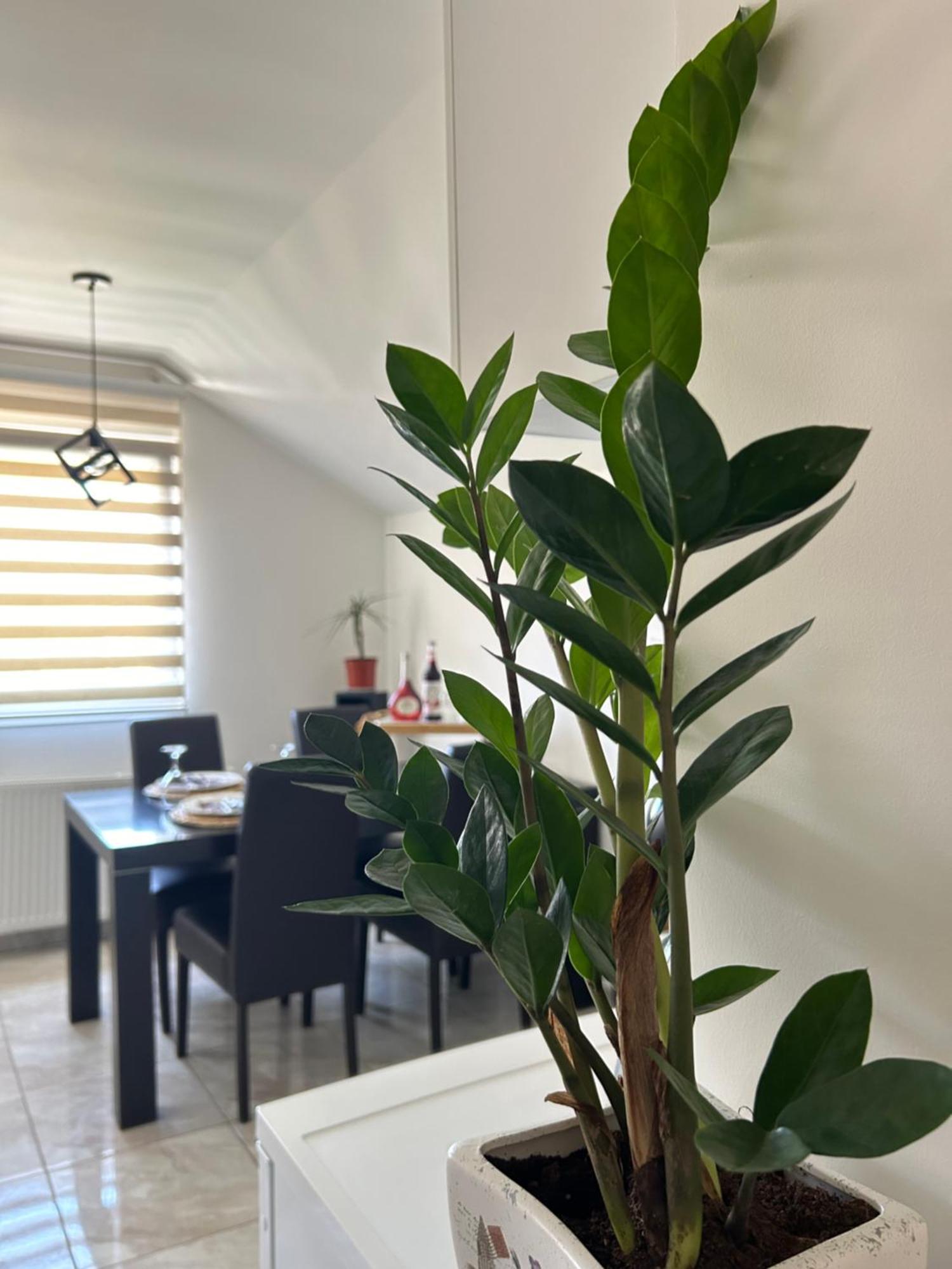 Apartment Gold Lux